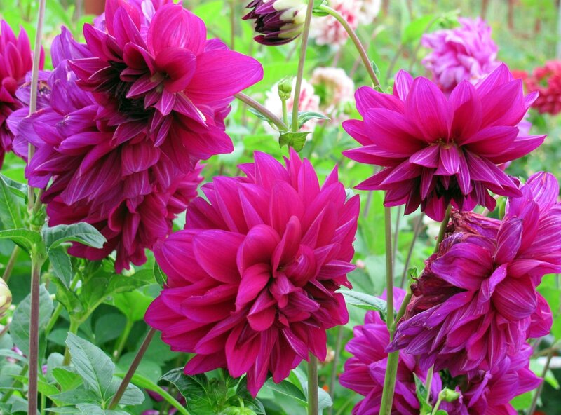 Vibrant magenta dahlia flowers