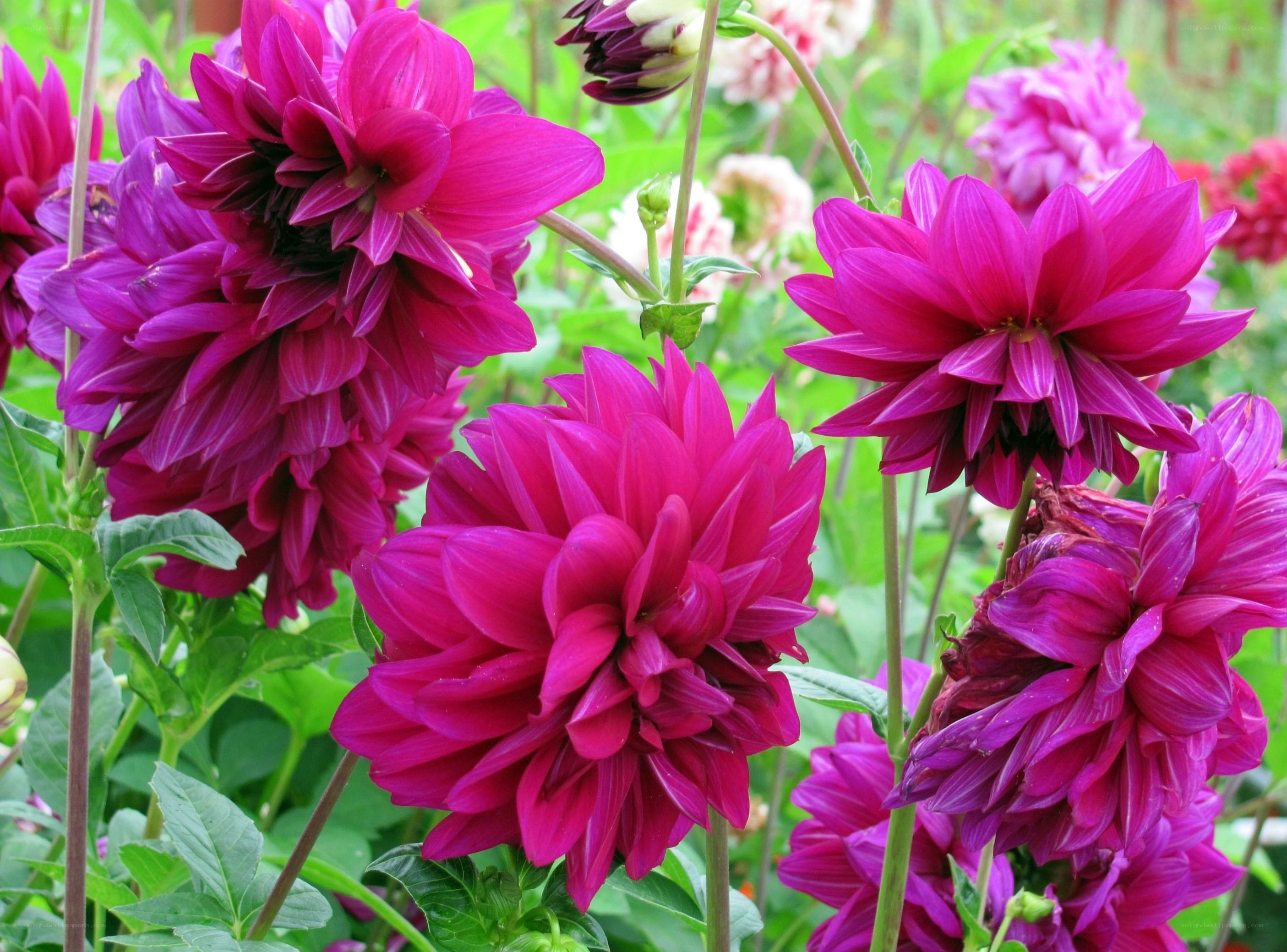 Vibrant magenta dahlia flowers