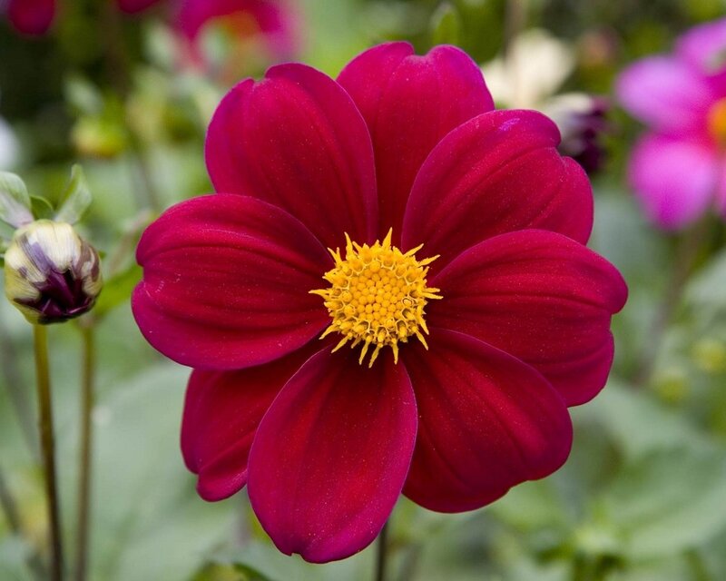 Vibrant Magenta Dahlia