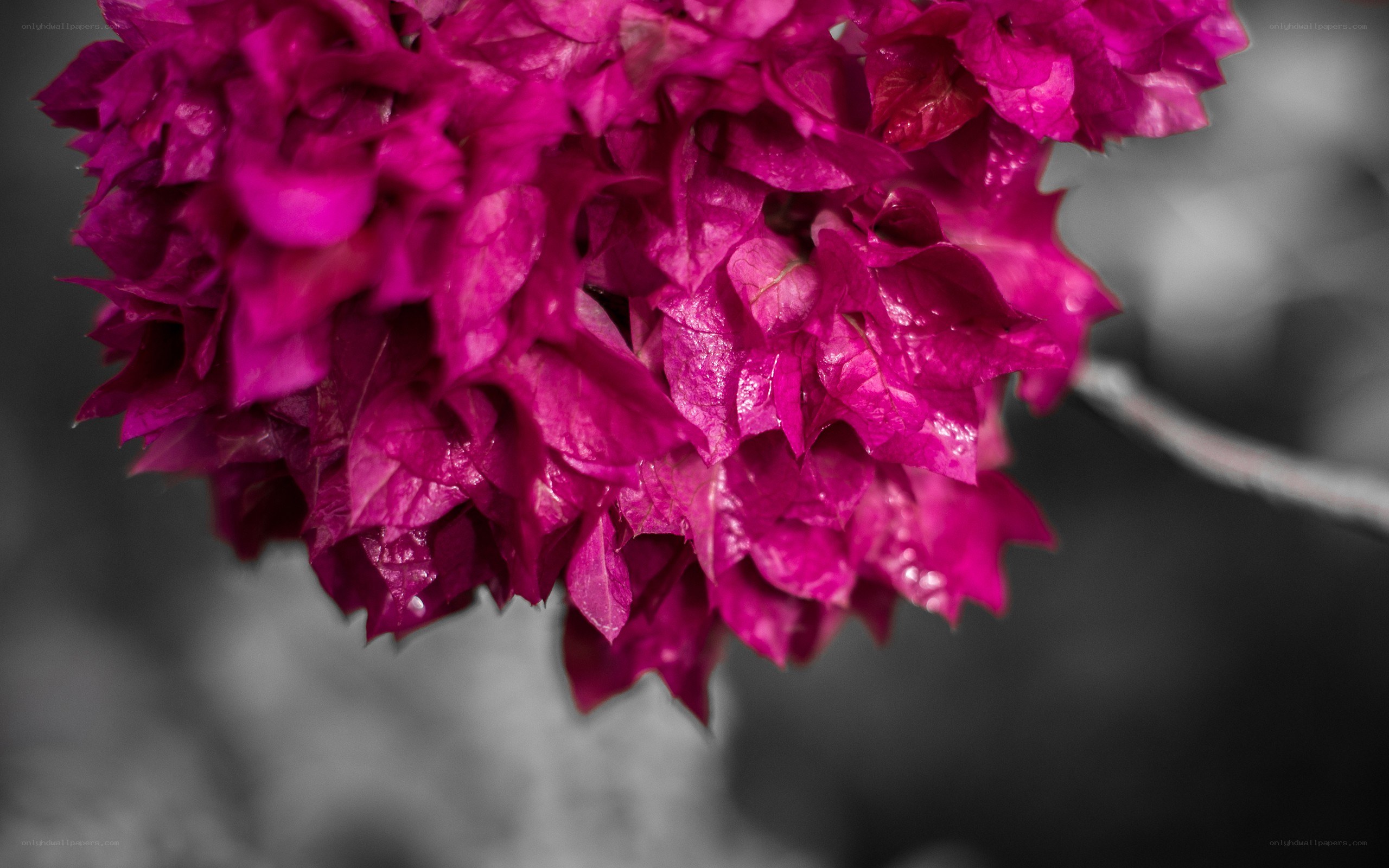 vibrant magenta flower cluster