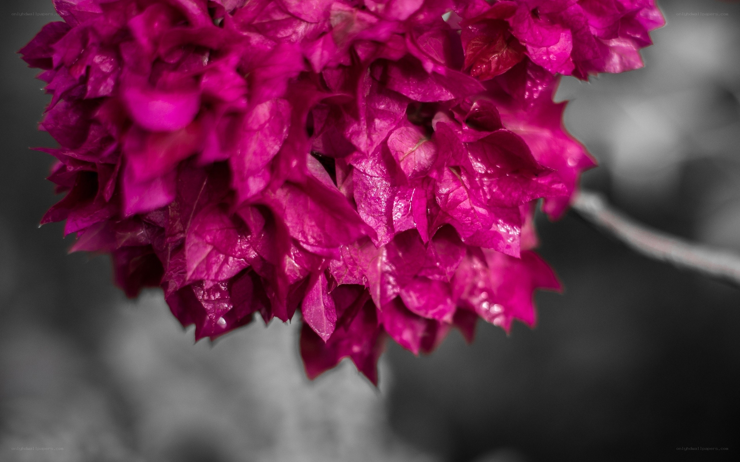 vibrant magenta flower cluster