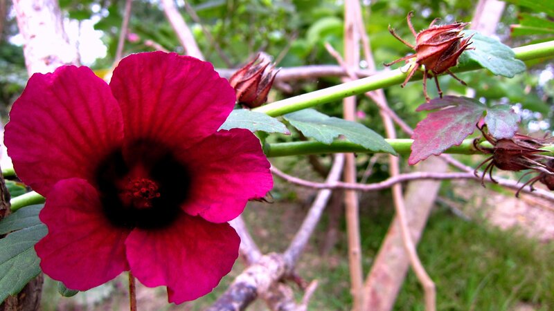 Vibrant Magenta Flower