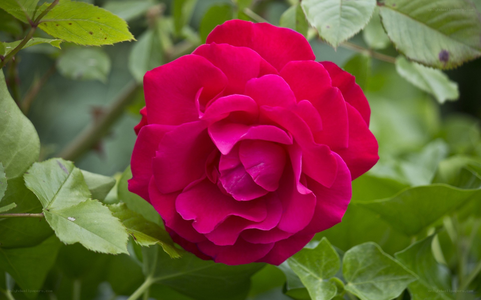 vibrant magenta rose bloom