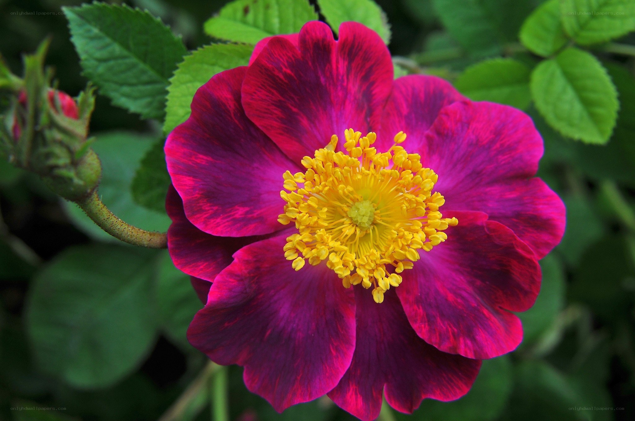 vibrant magenta rose flower