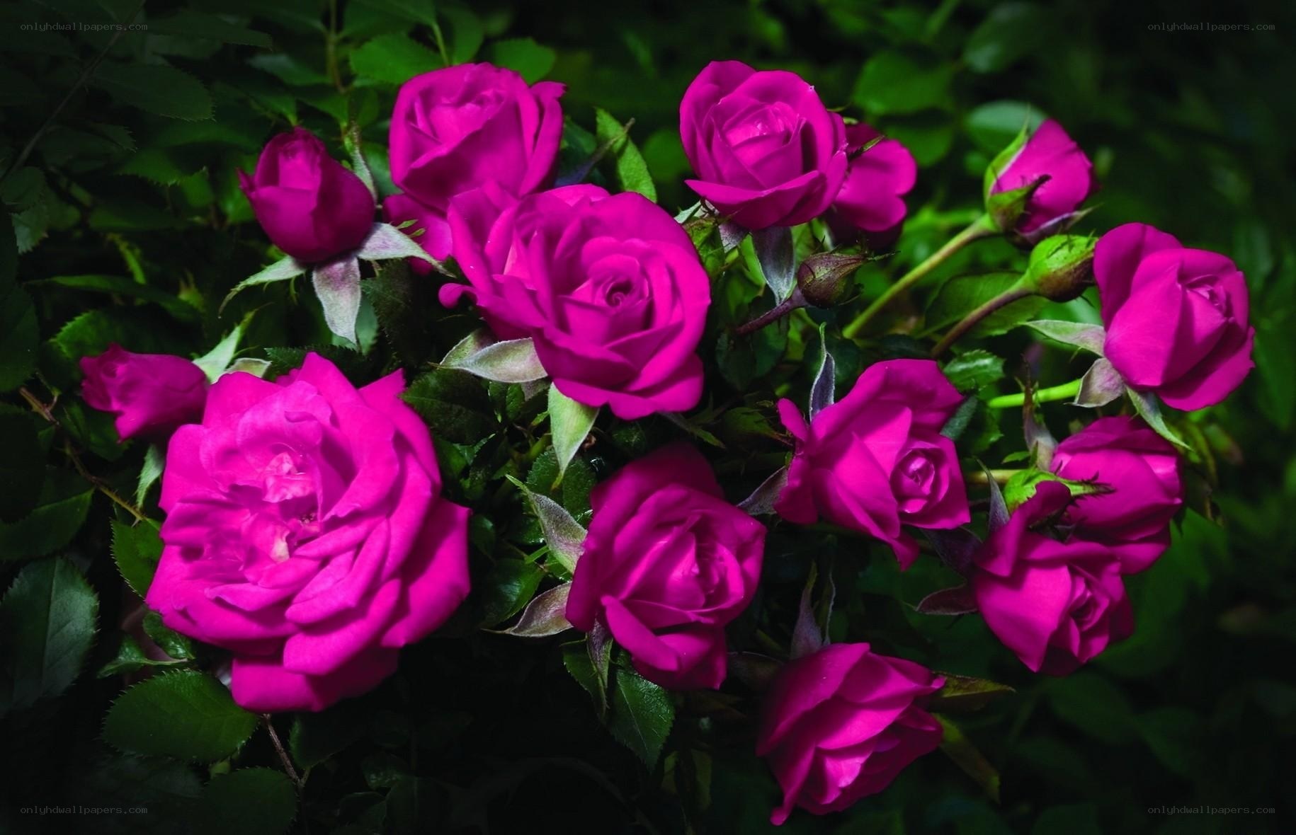 Vibrant magenta roses in bloom