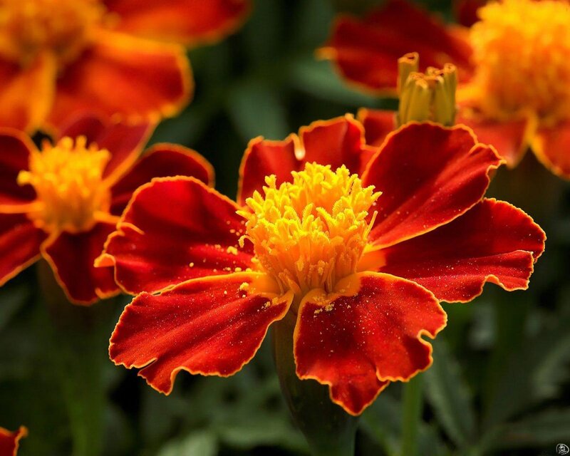 vibrant marigold flower