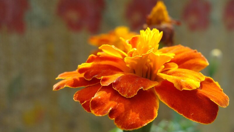 vibrant marigold flower