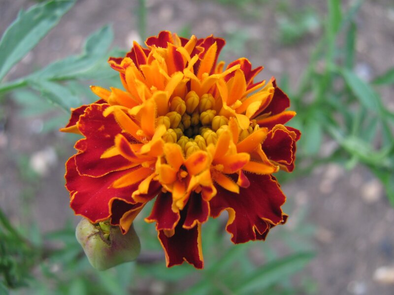 vibrant marigold flower
