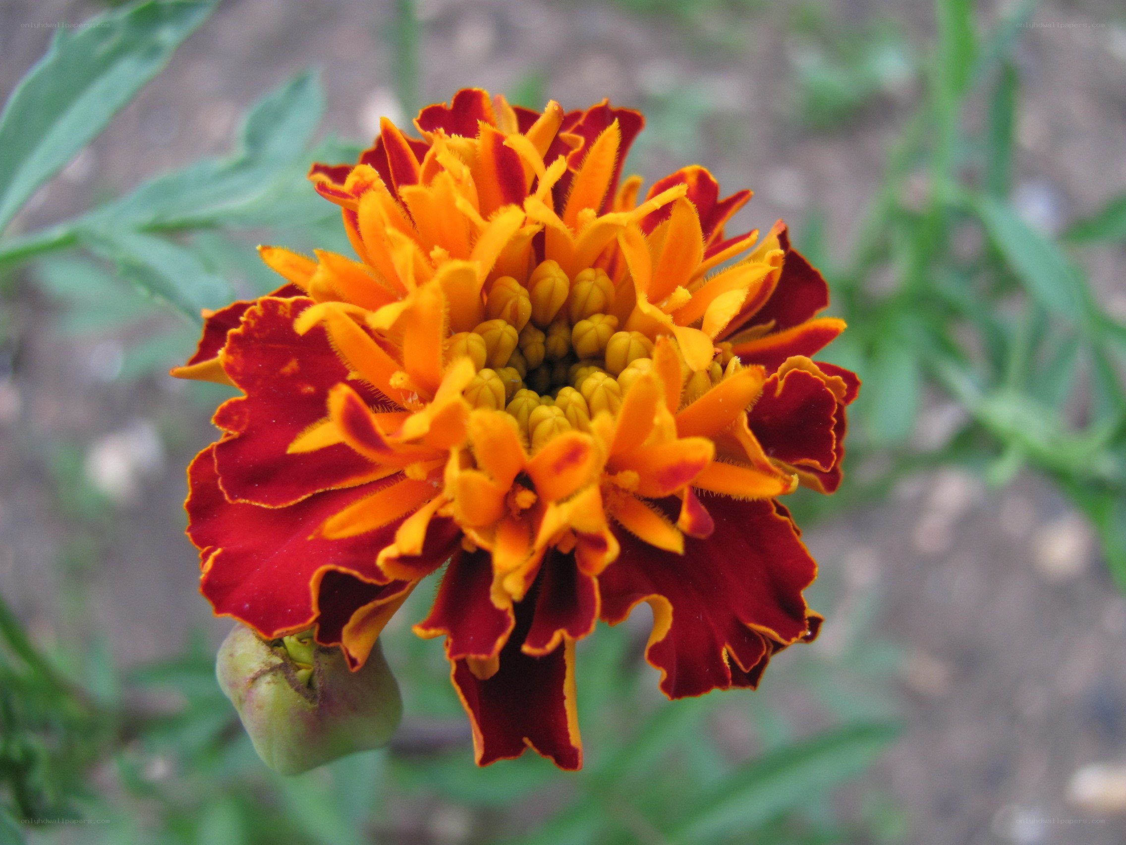 vibrant marigold flower
