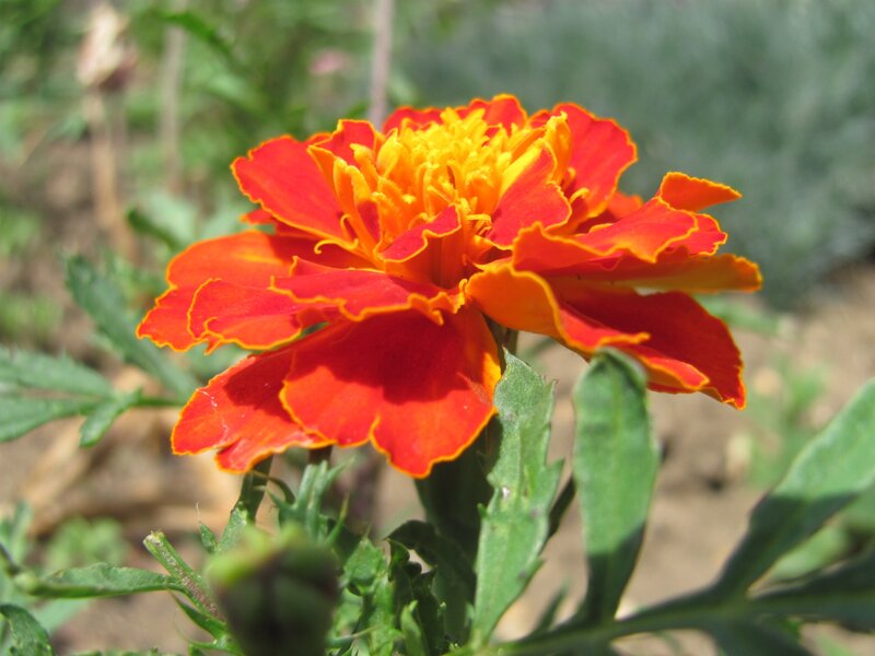 vibrant marigold flower