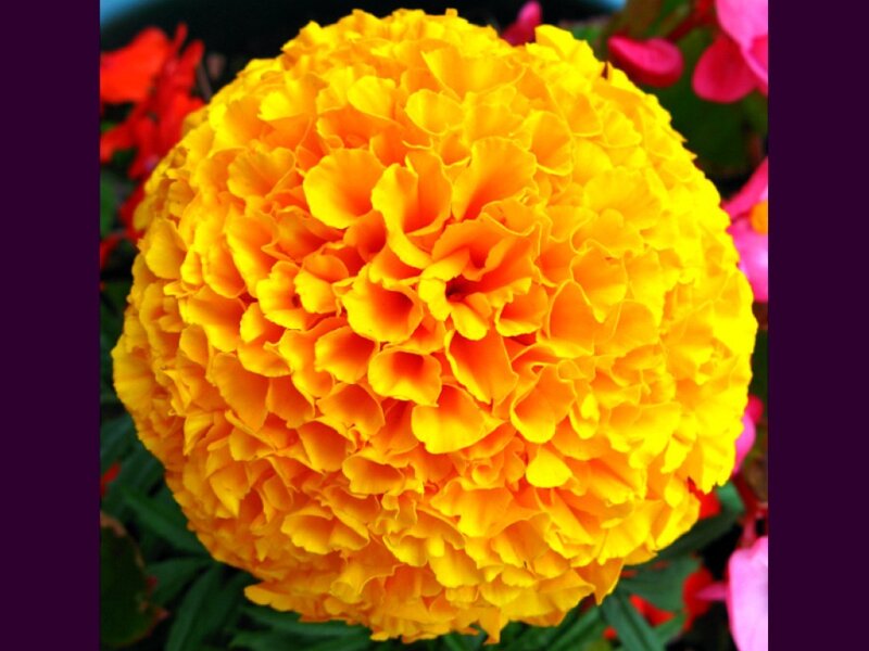 vibrant marigold flower
