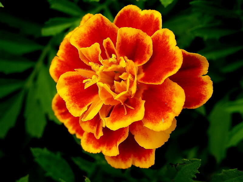 vibrant marigold flower