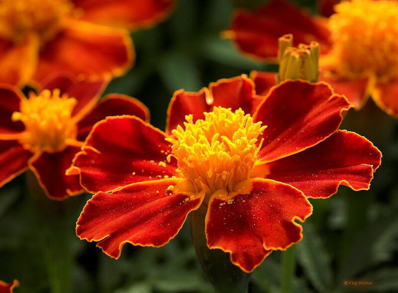 vibrant marigold flower