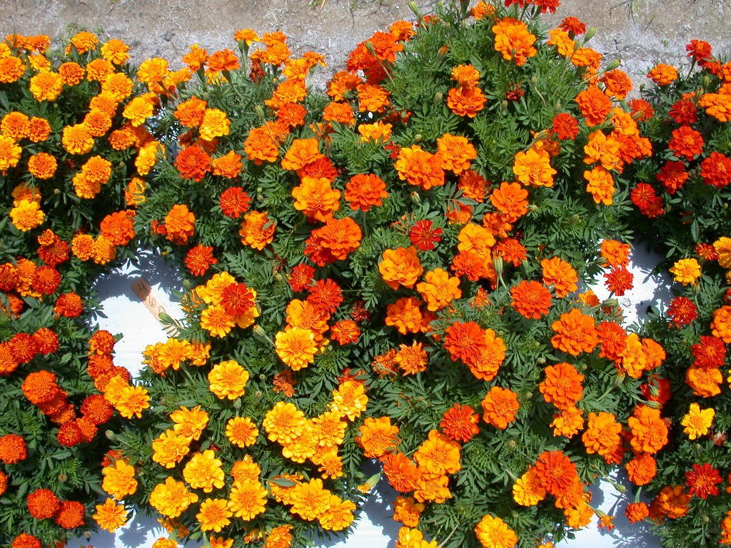 Vibrant marigold flower bed