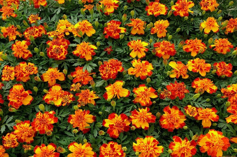 vibrant marigold flower bed