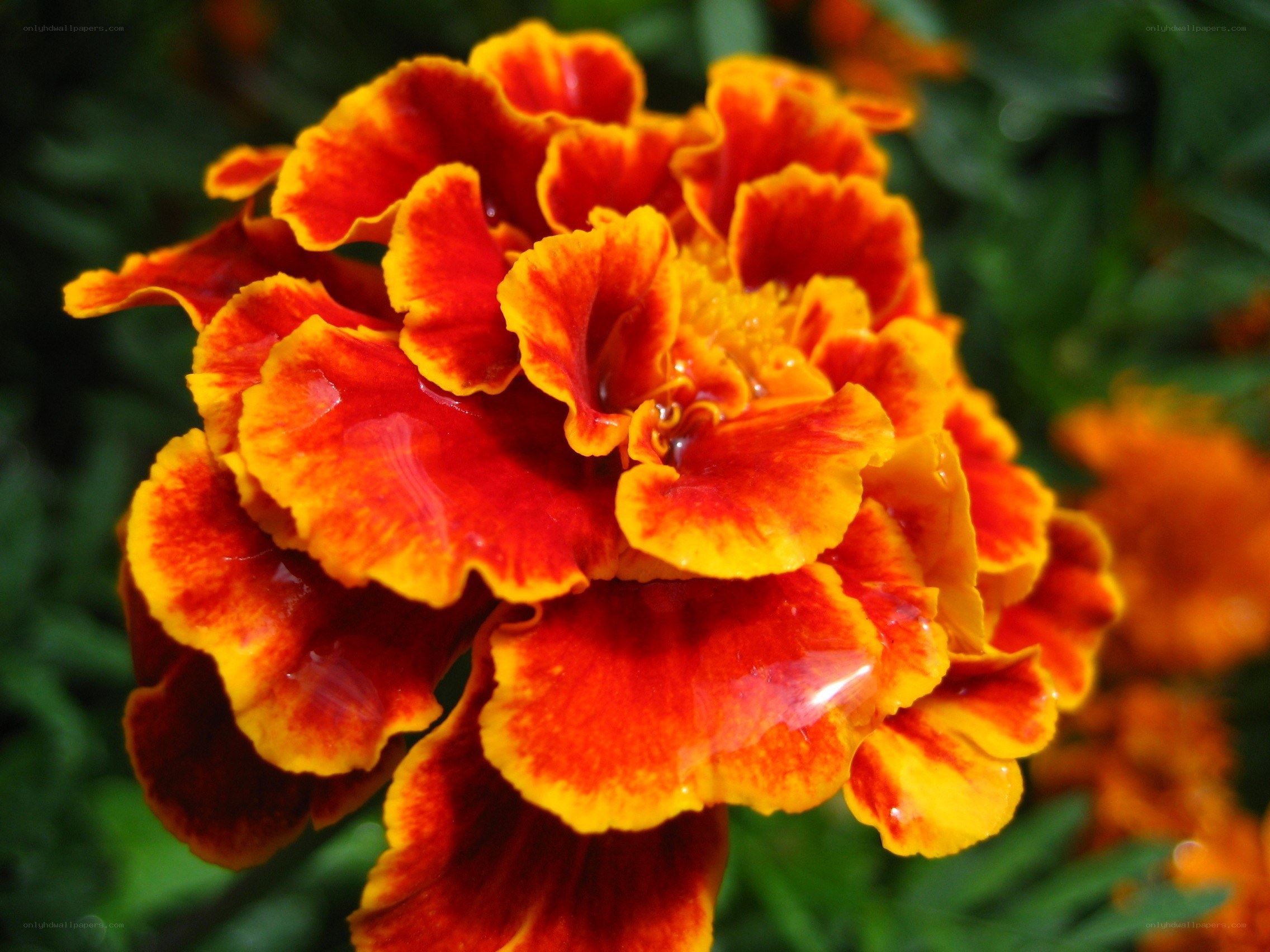 Vibrant marigold flower close-up