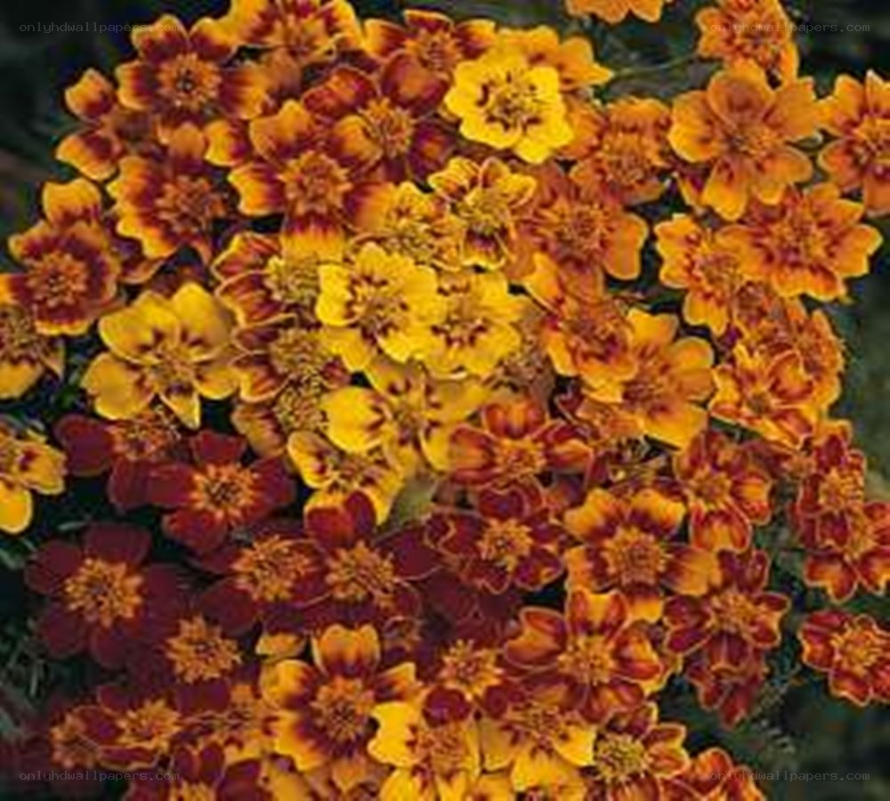 vibrant marigold flower cluster