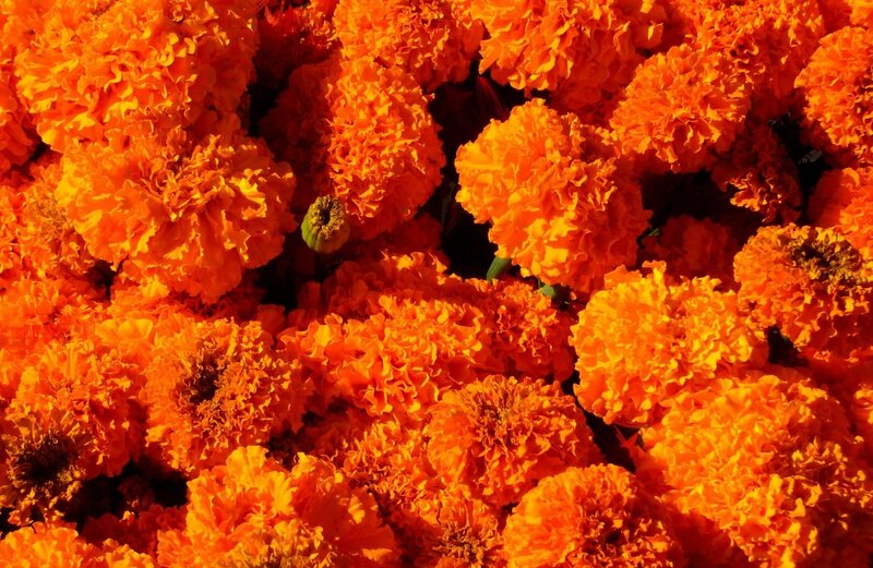 Vibrant marigold flower cluster
