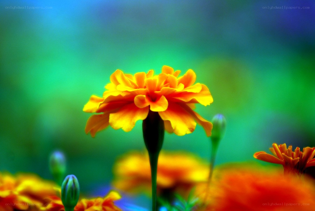 Vibrant marigold flower in bloom