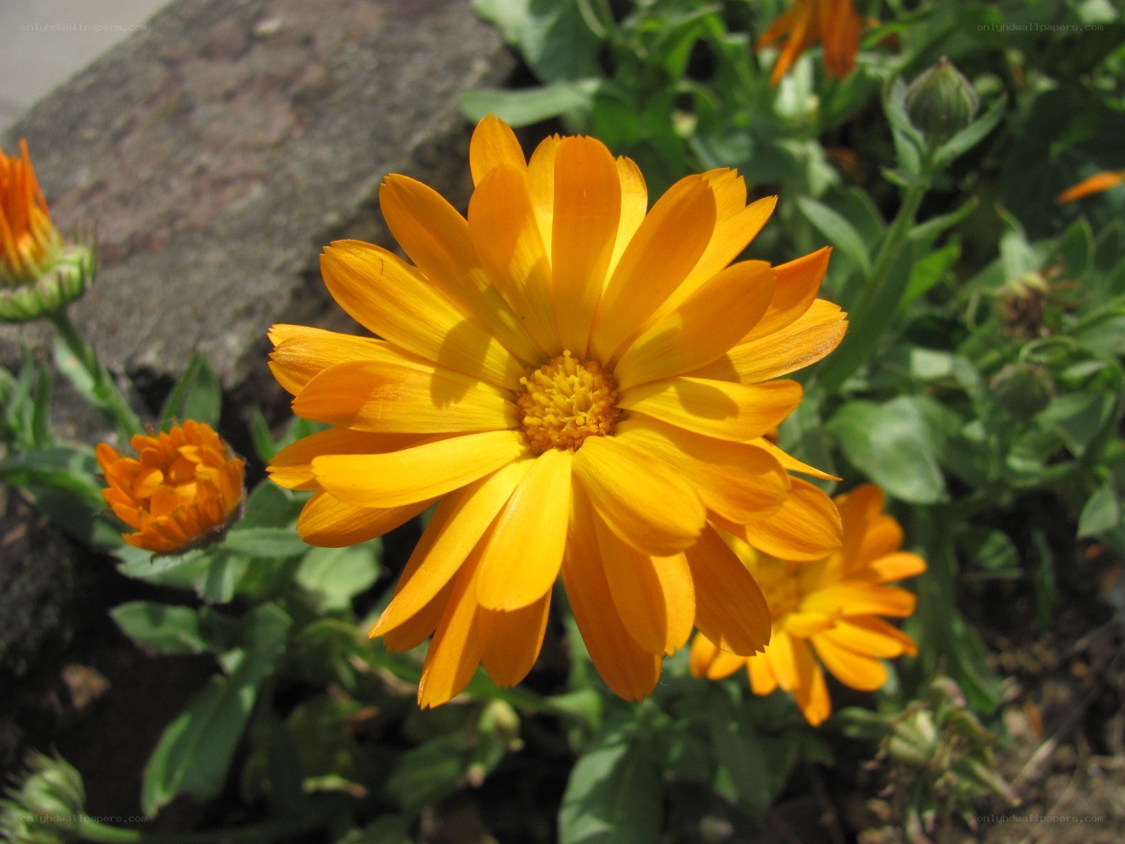 Vibrant marigold flower in bloom