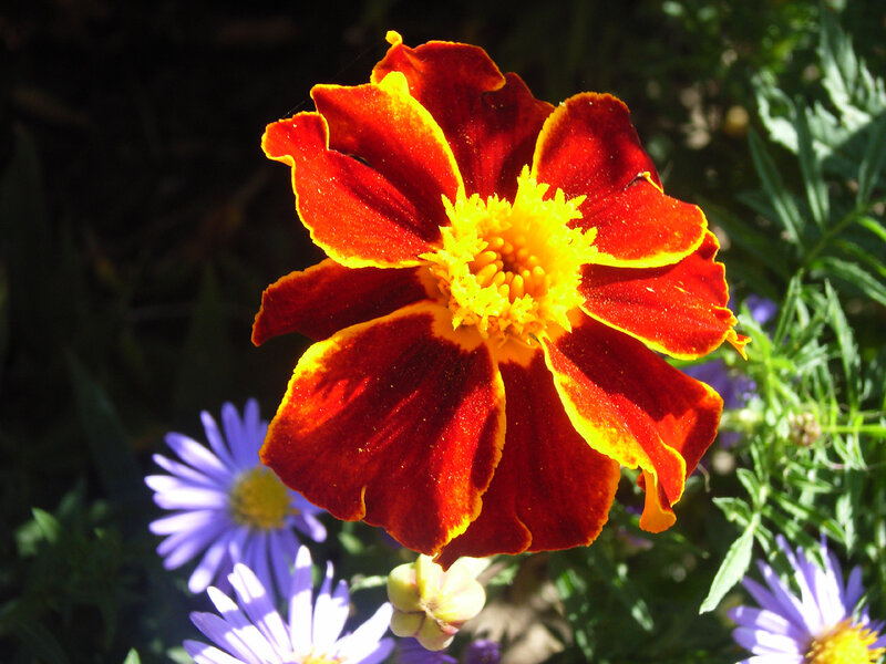 Vibrant marigold flower in sunlight