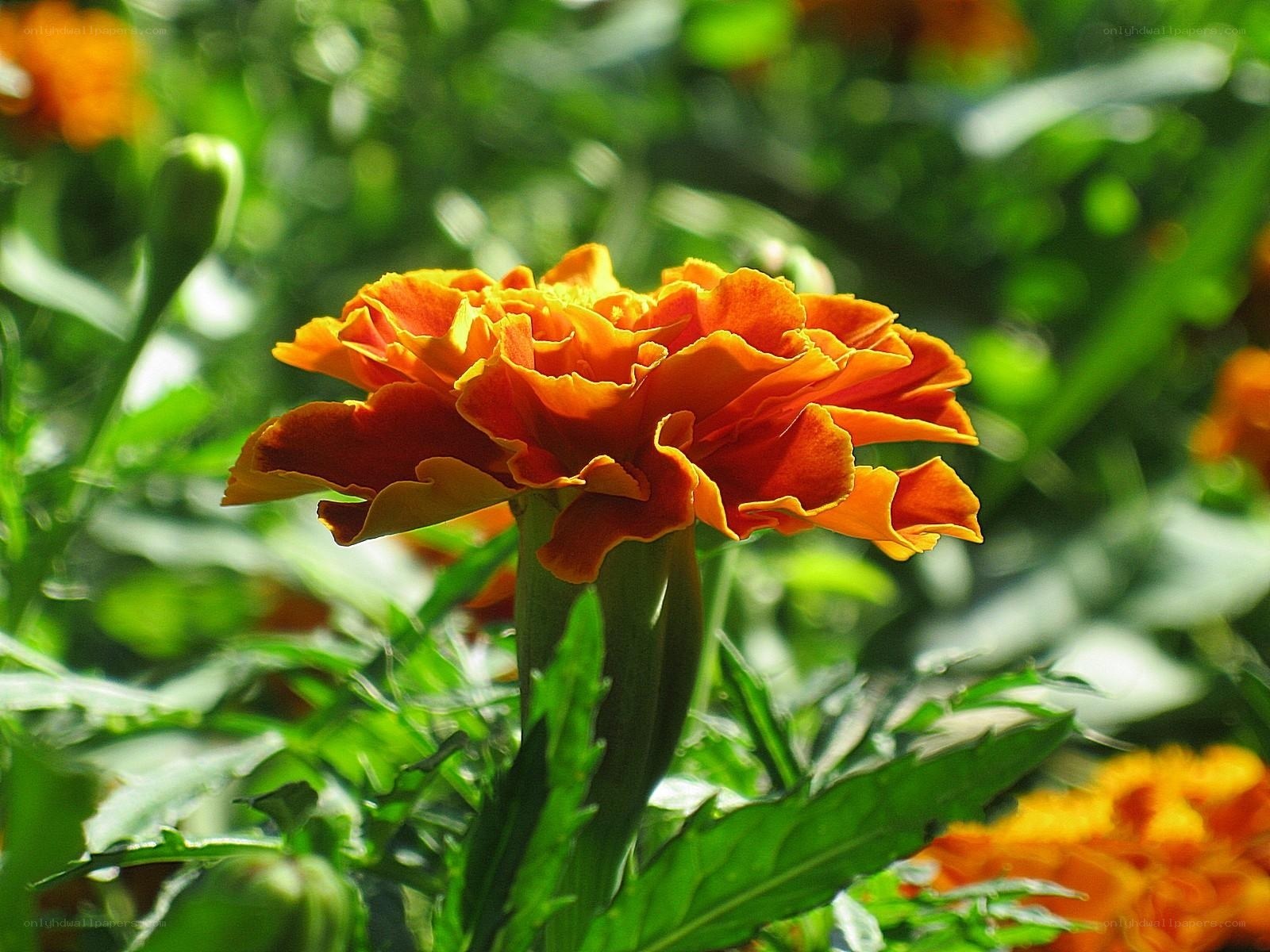 Vibrant marigold flower in sunlight