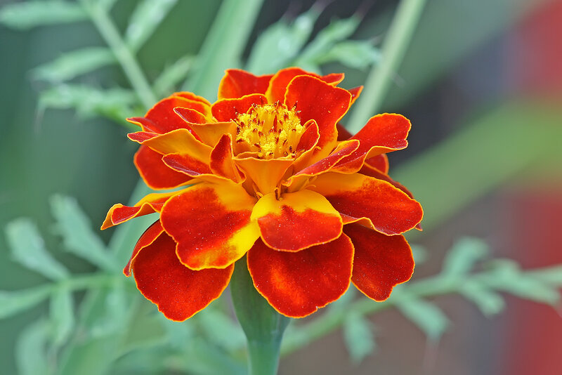 vibrant marigold flower