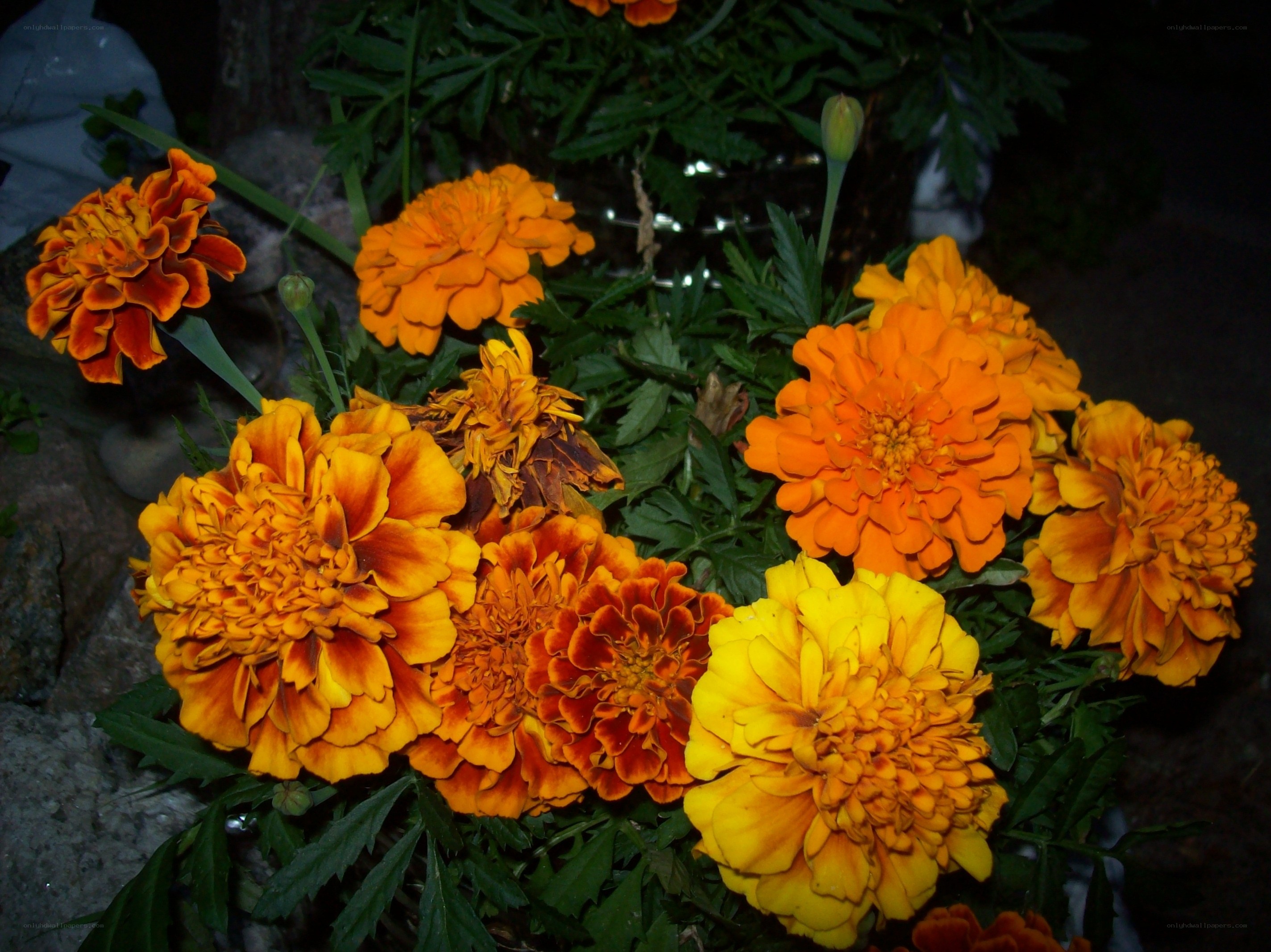 vibrant marigold flowers