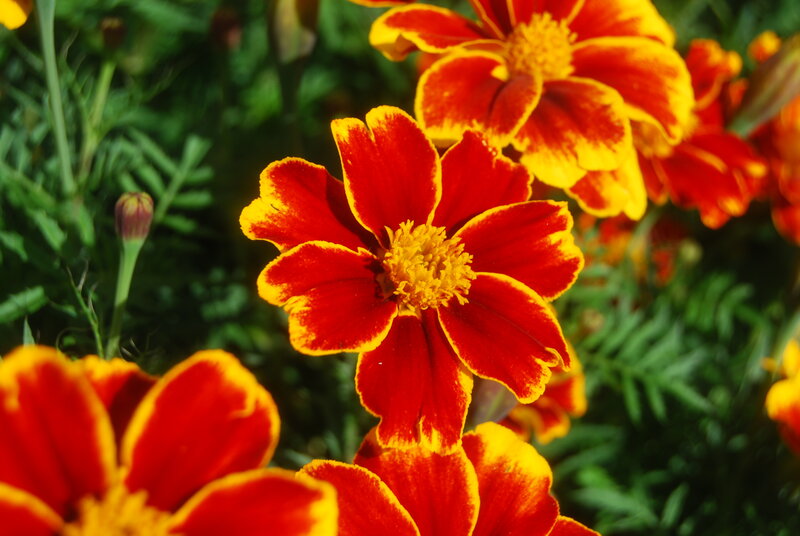 Vibrant marigold flowers in bloom