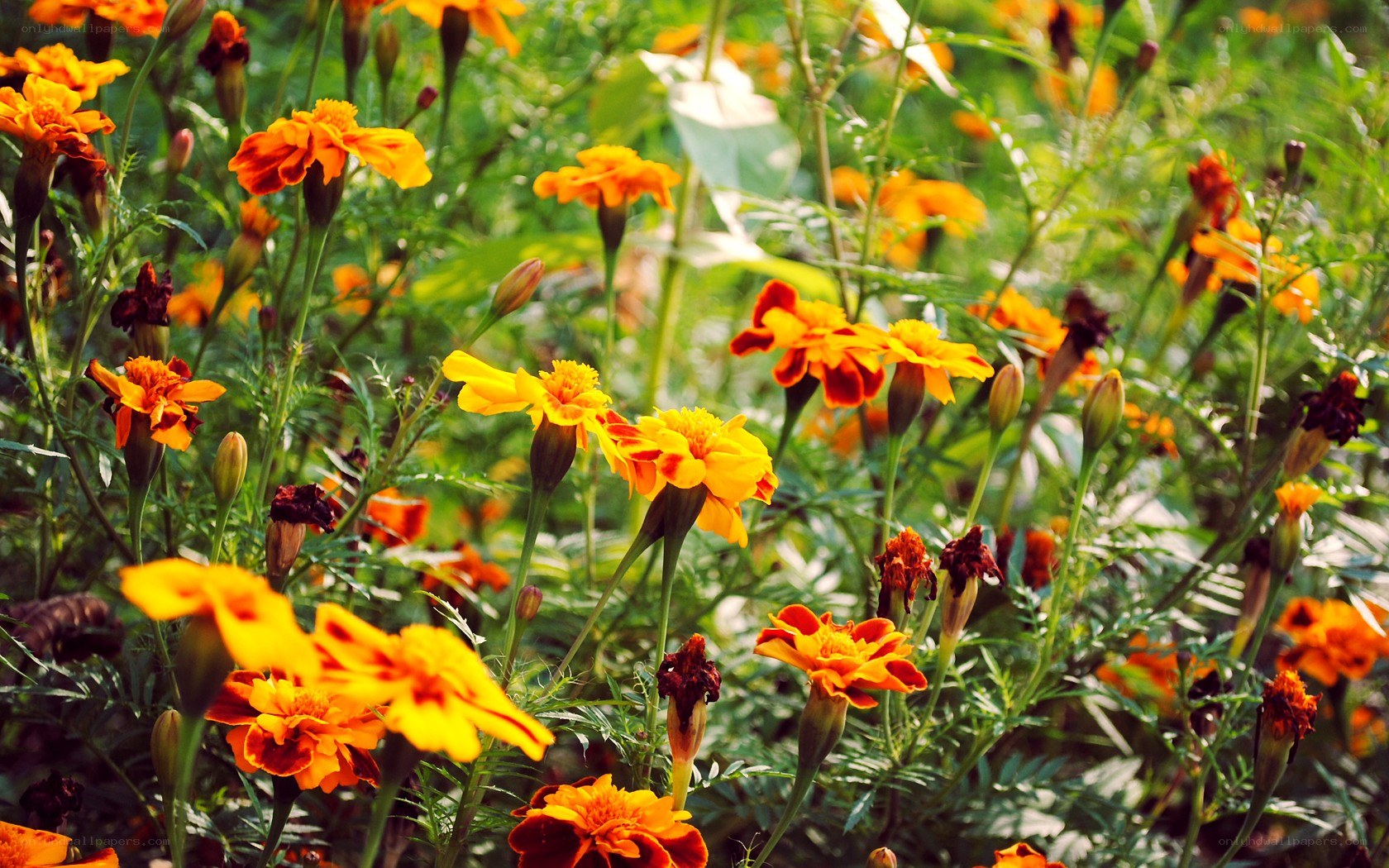 Vibrant marigold flowers in bloom