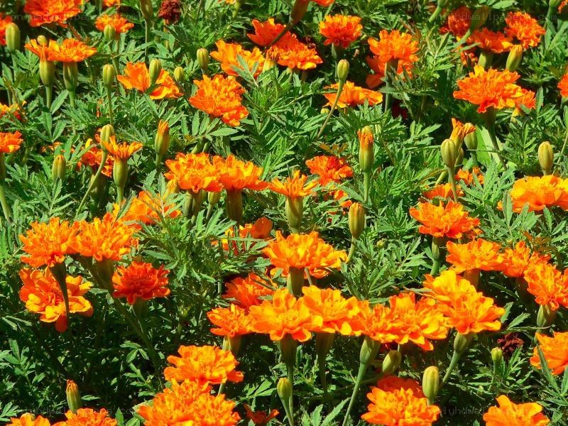 vibrant marigold flowers in bloom