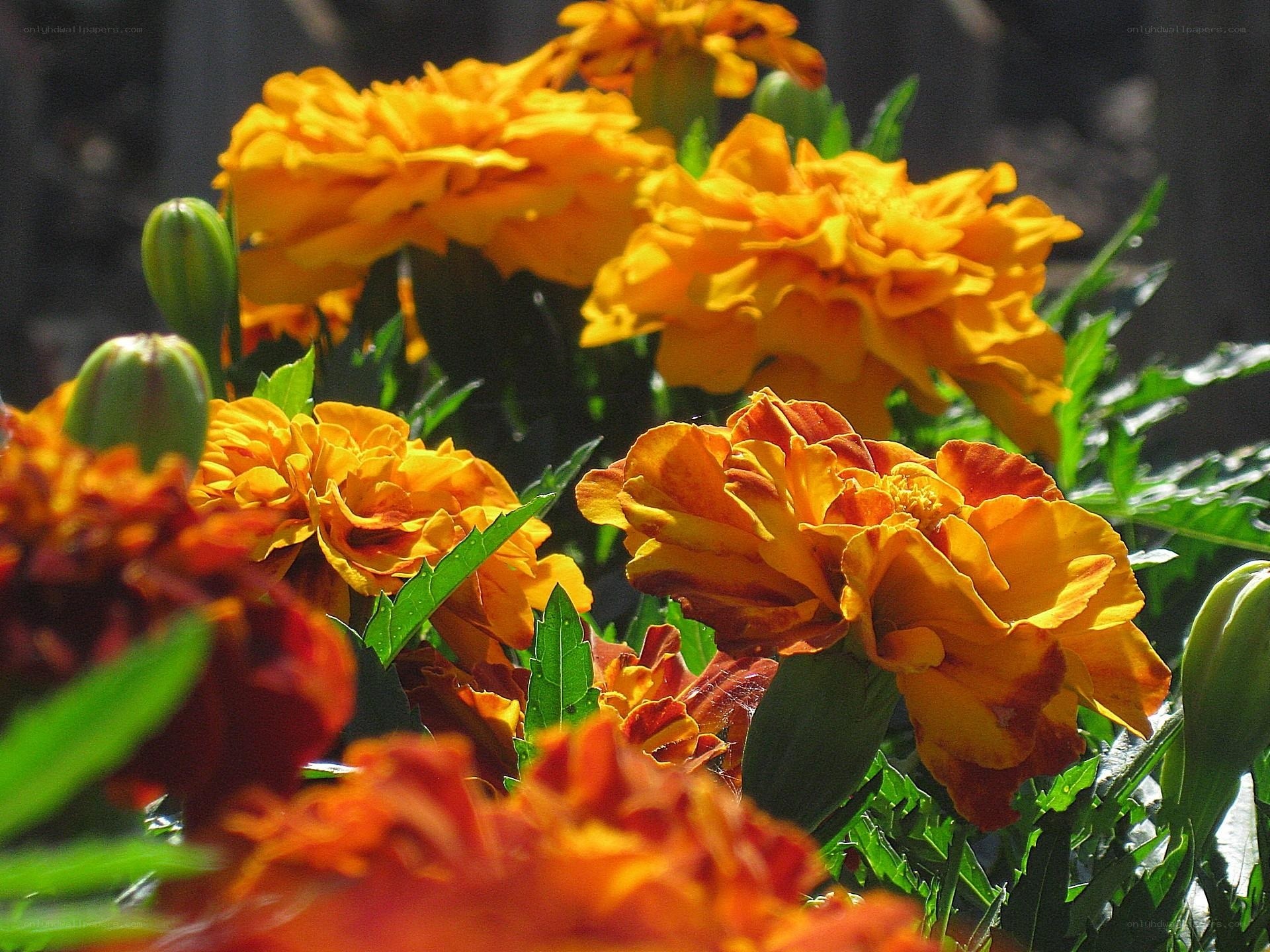 Vibrant marigold flowers in bloom