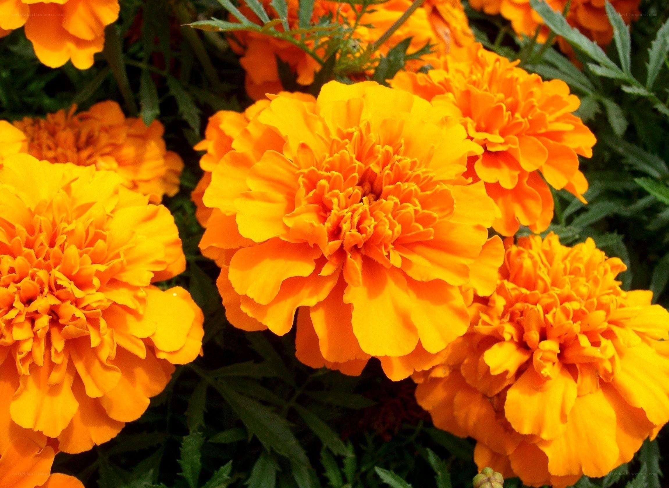 vibrant marigold flowers