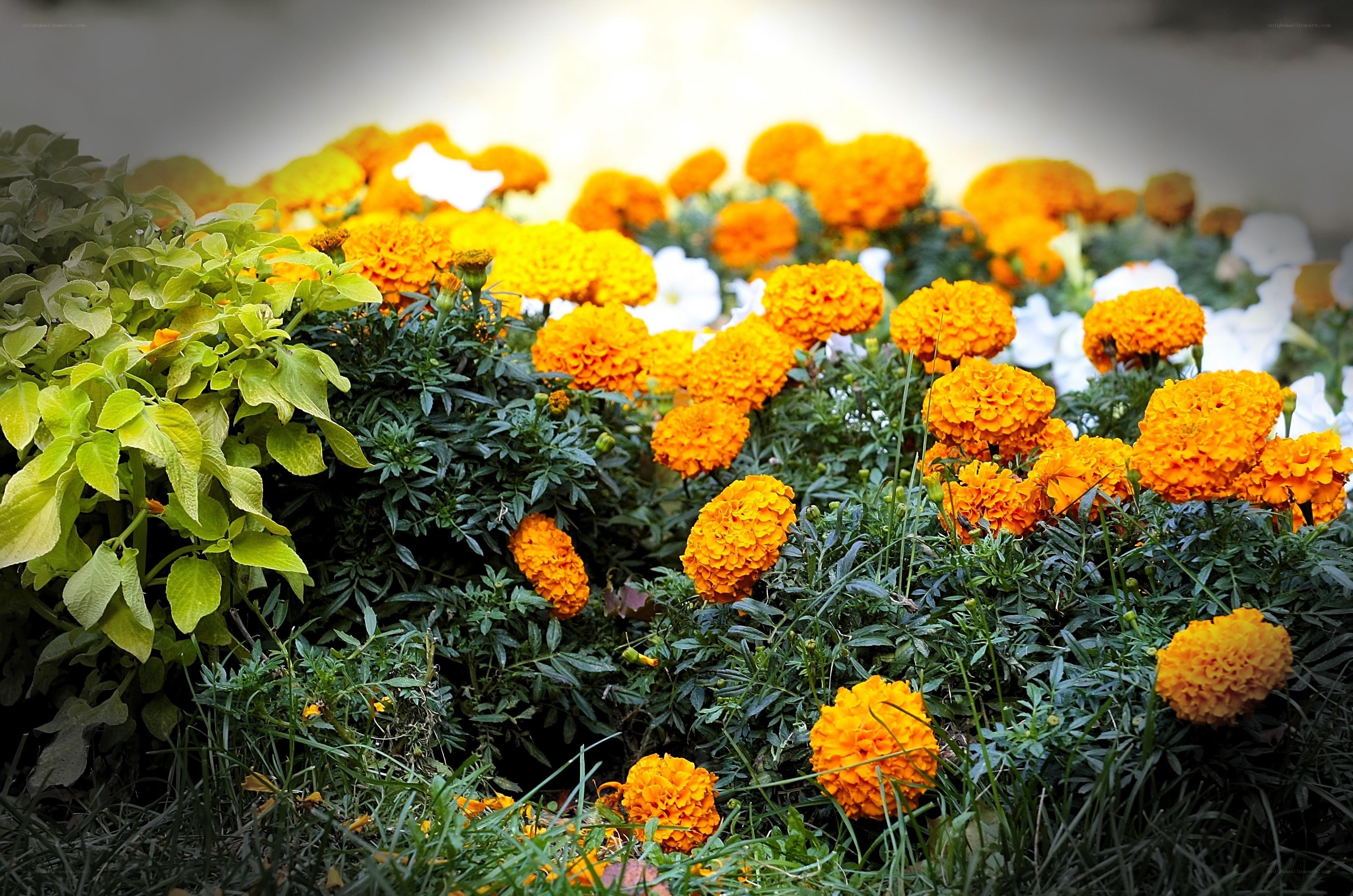 Vibrant marigolds in a garden