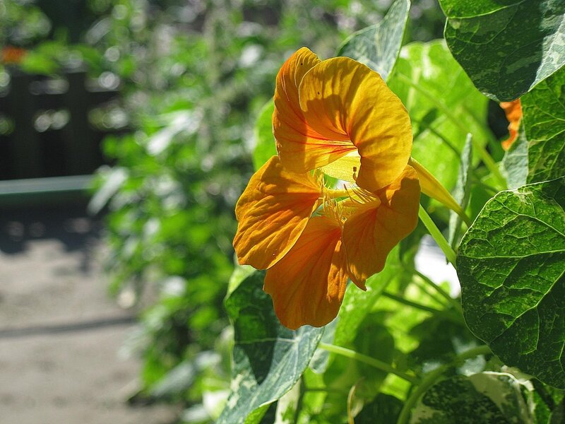 Vibrant nasturtium flower in sunlight