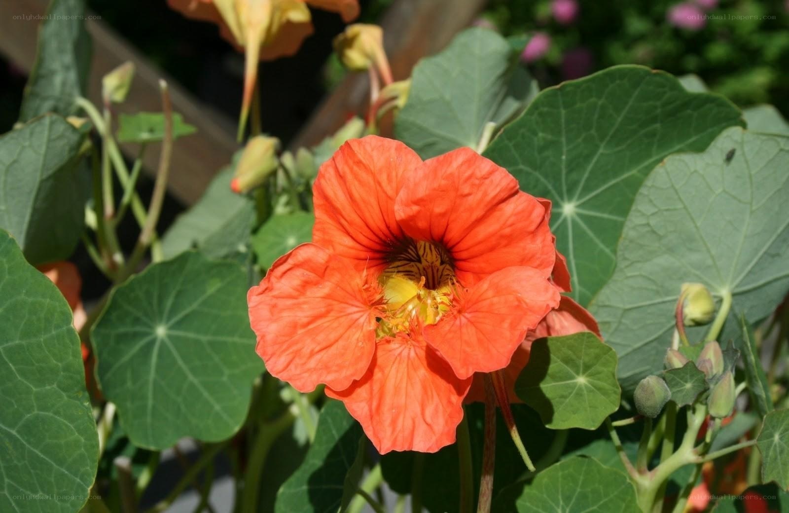 vibrant nasturtium flower