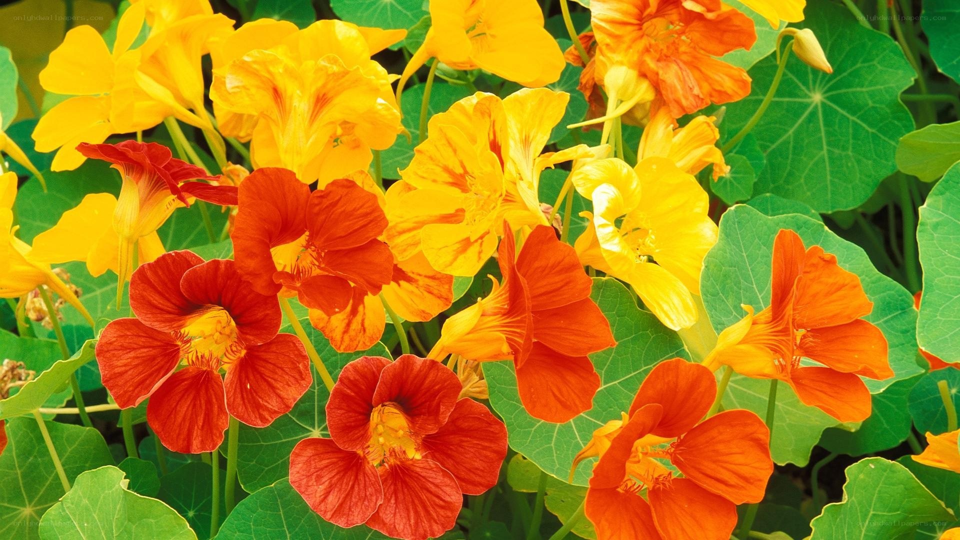 vibrant nasturtium flowers