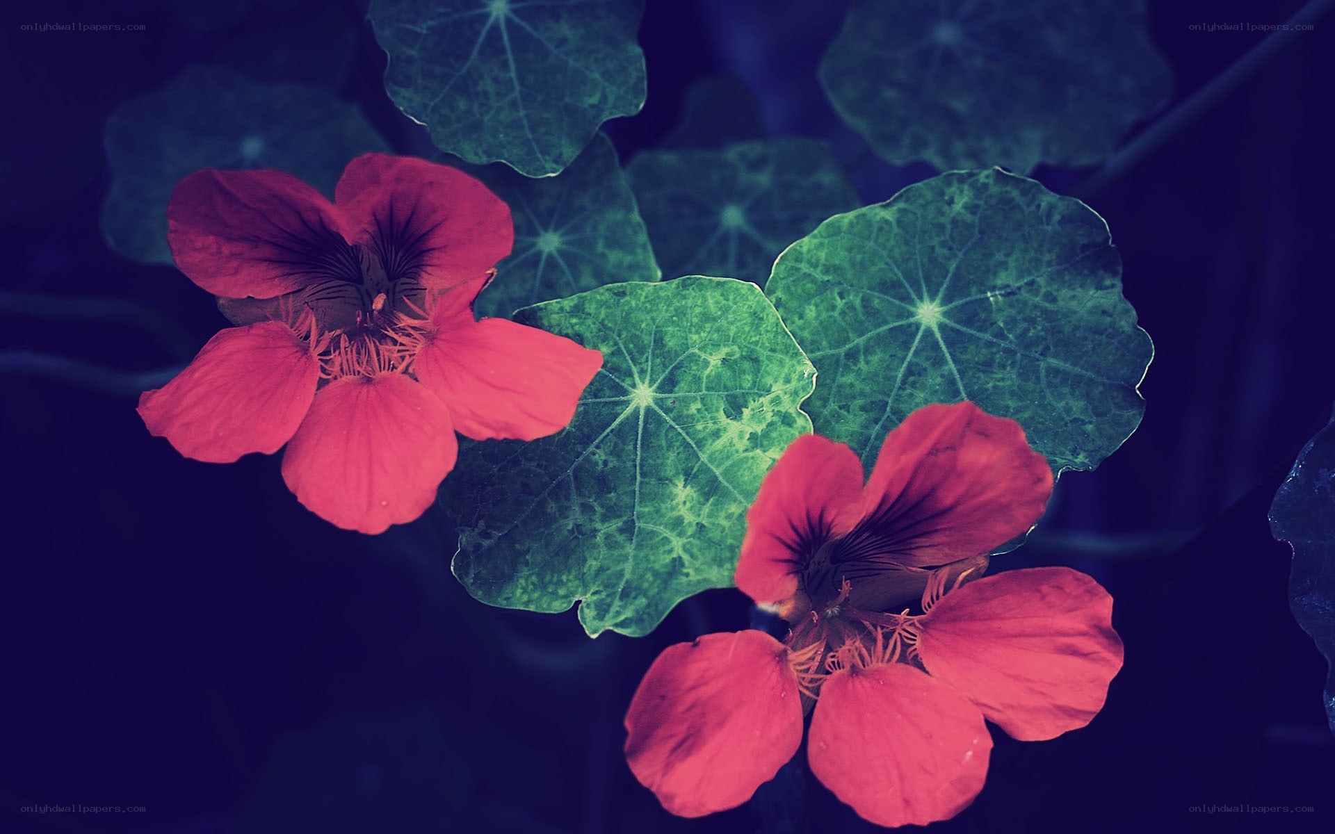 vibrant nasturtium flowers