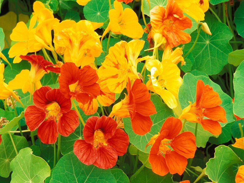 vibrant nasturtium flowers