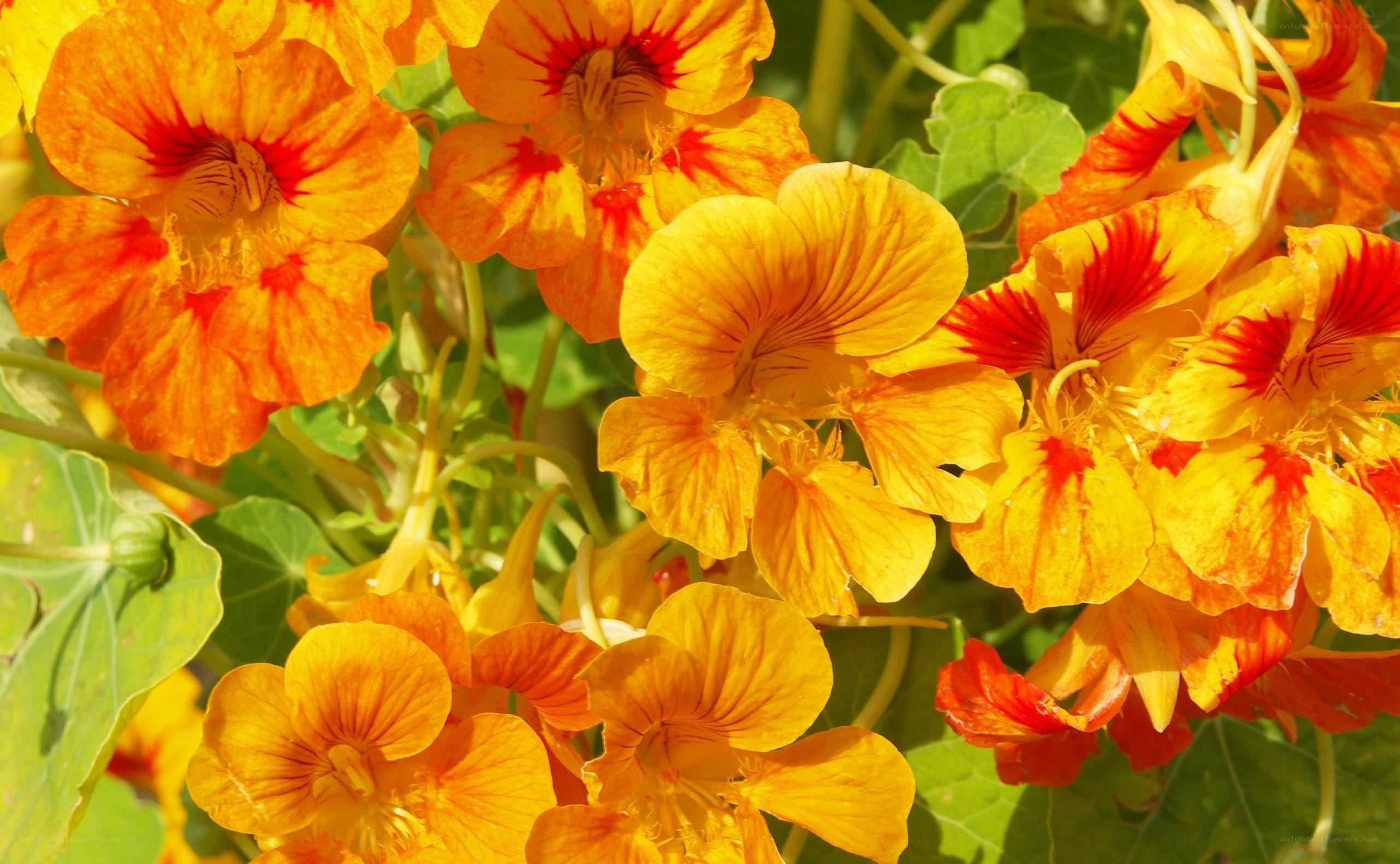 Vibrant nasturtium flowers