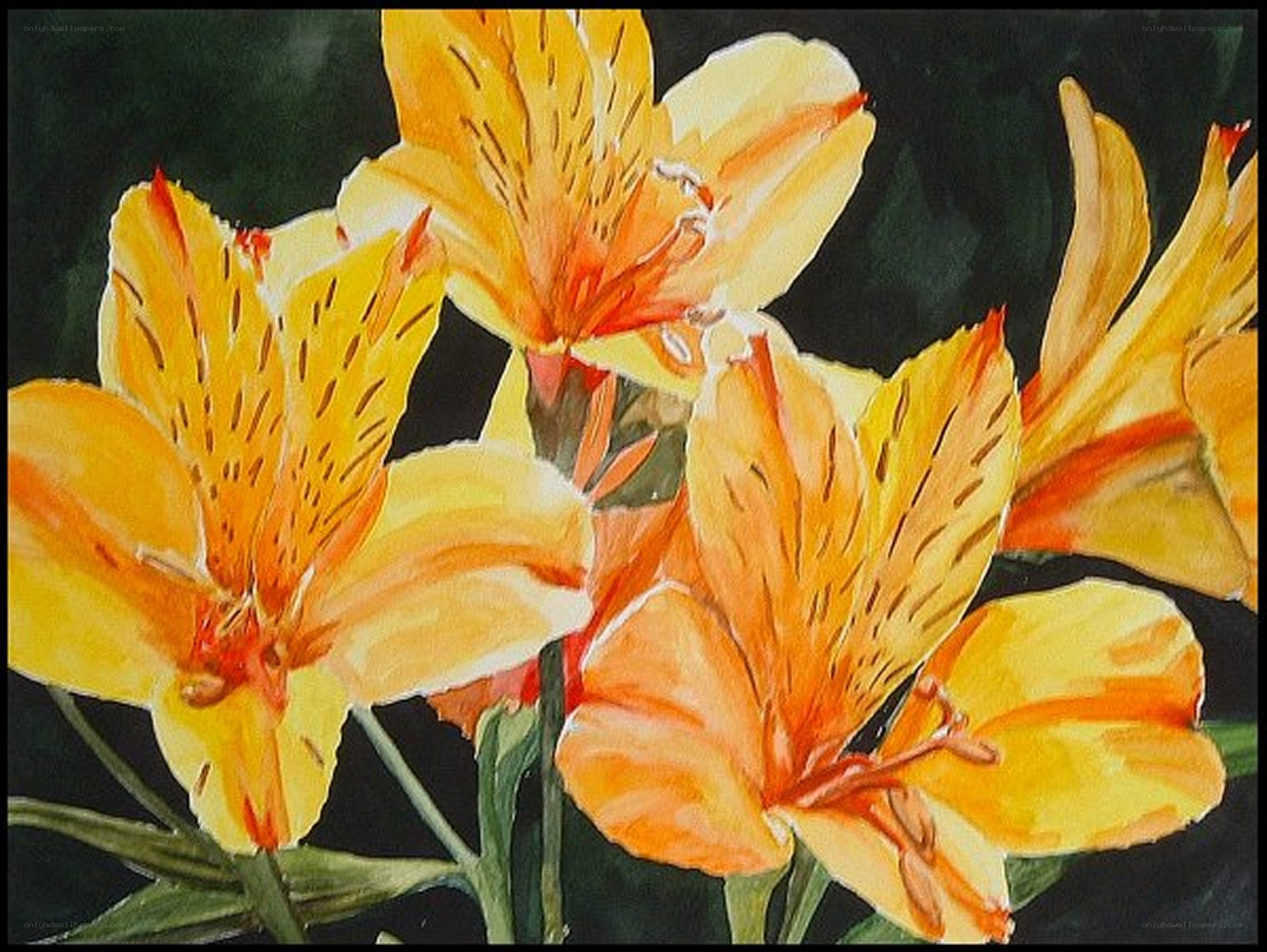 vibrant orange alstroemeria flowers