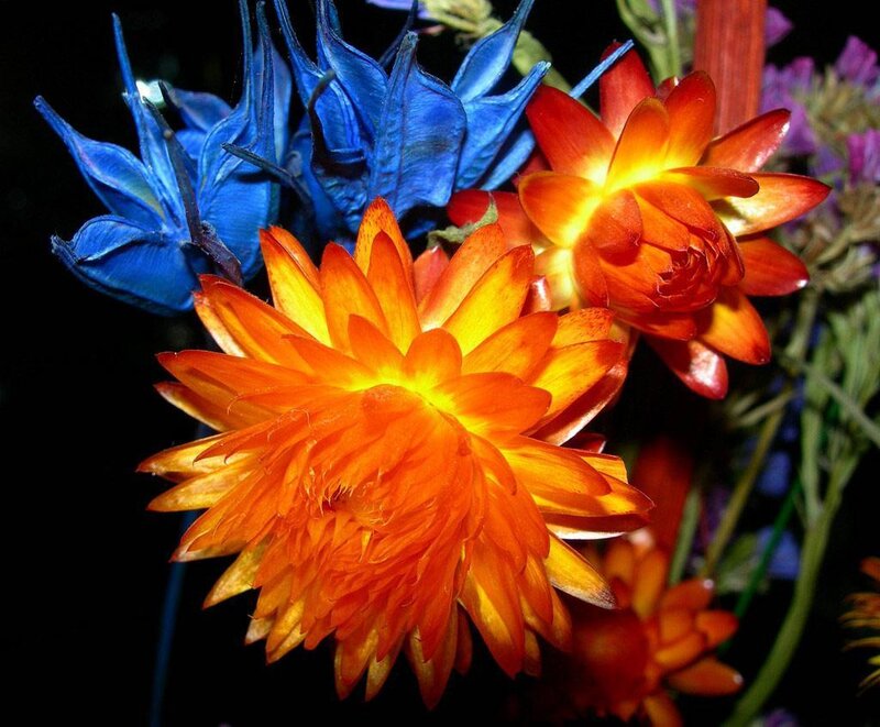 vibrant orange and blue flowers