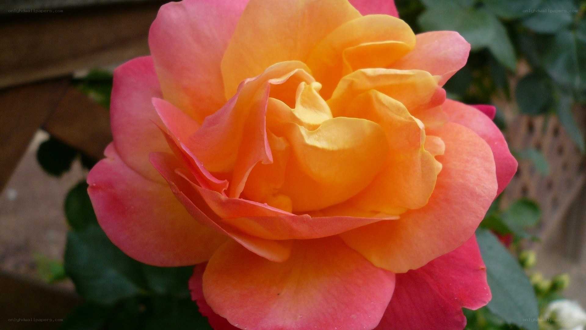 vibrant orange and pink rose