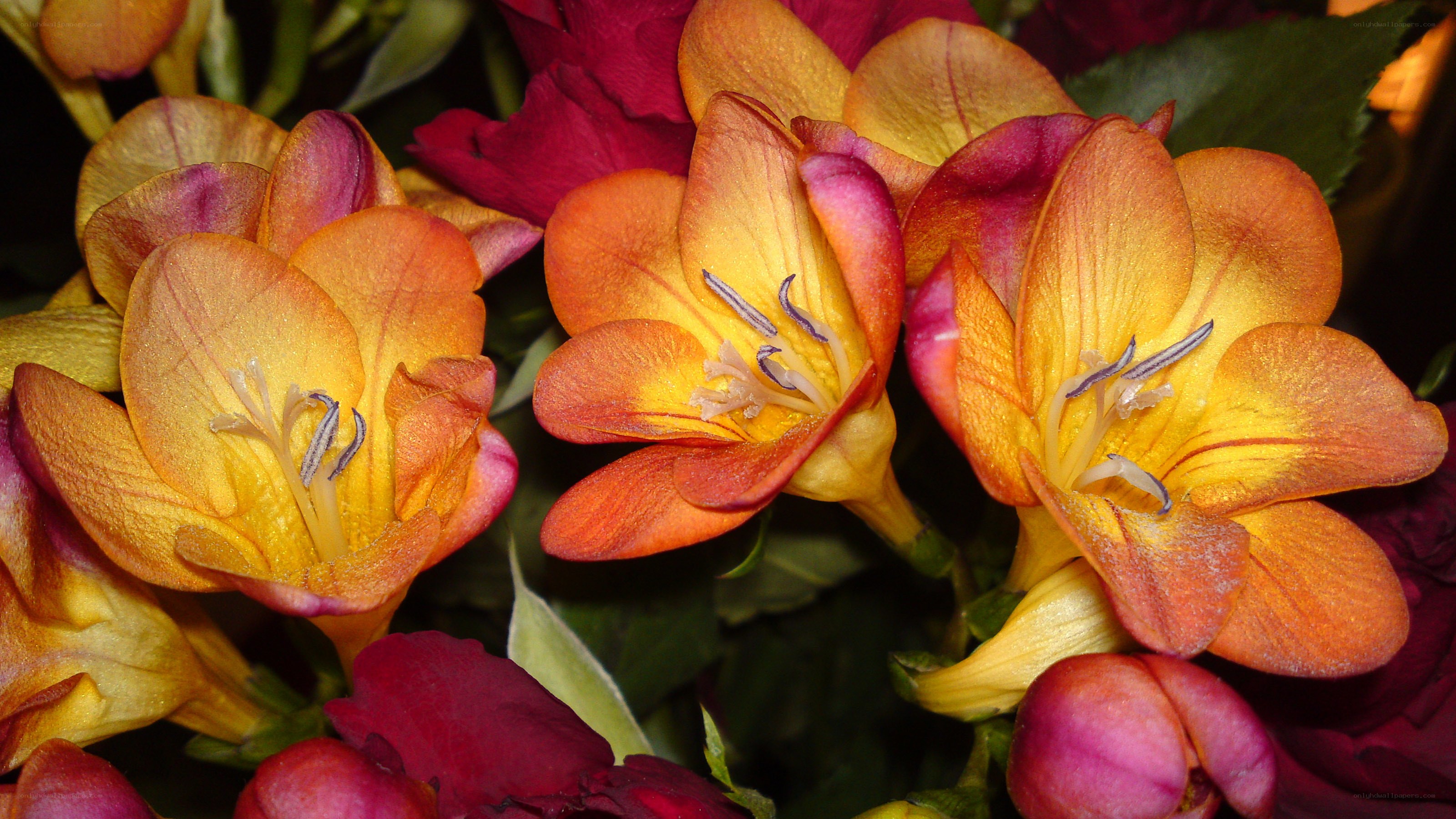 vibrant orange and red flowers