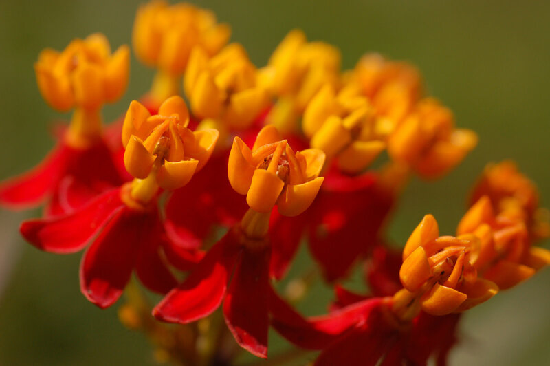 vibrant orange and red flowers