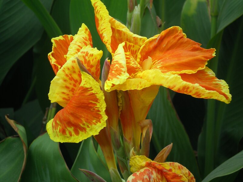 vibrant orange and yellow canna lilies