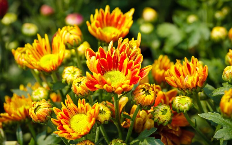 Vibrant orange and yellow chrysanthemums