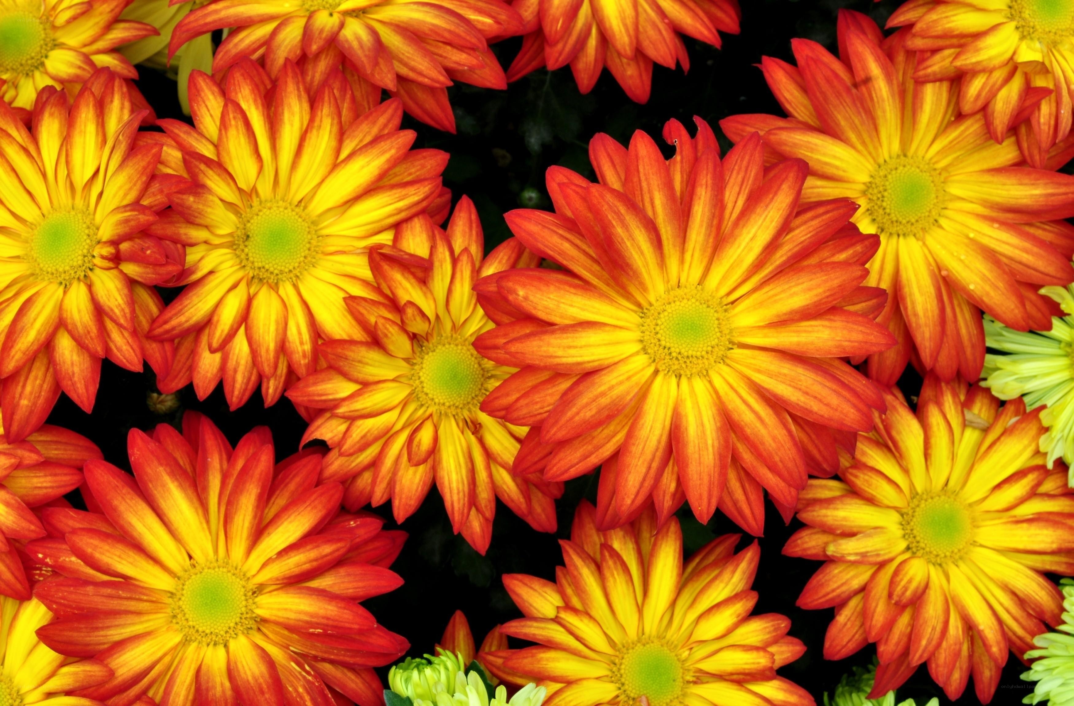 vibrant orange and yellow chrysanthemums