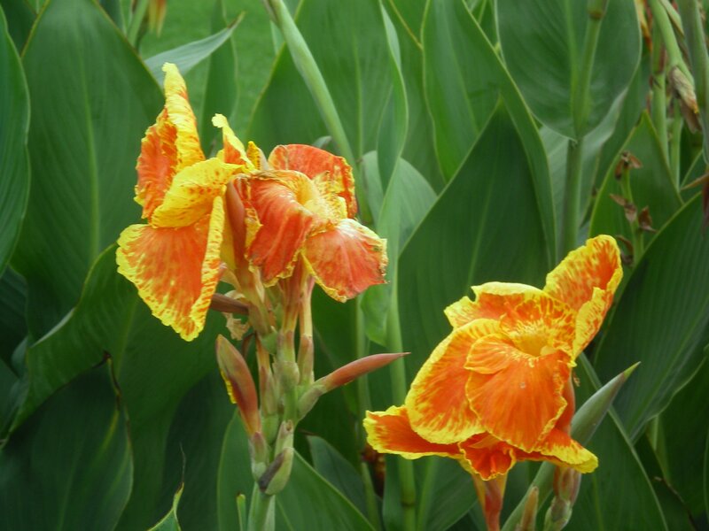 Vibrant orange and yellow flowers