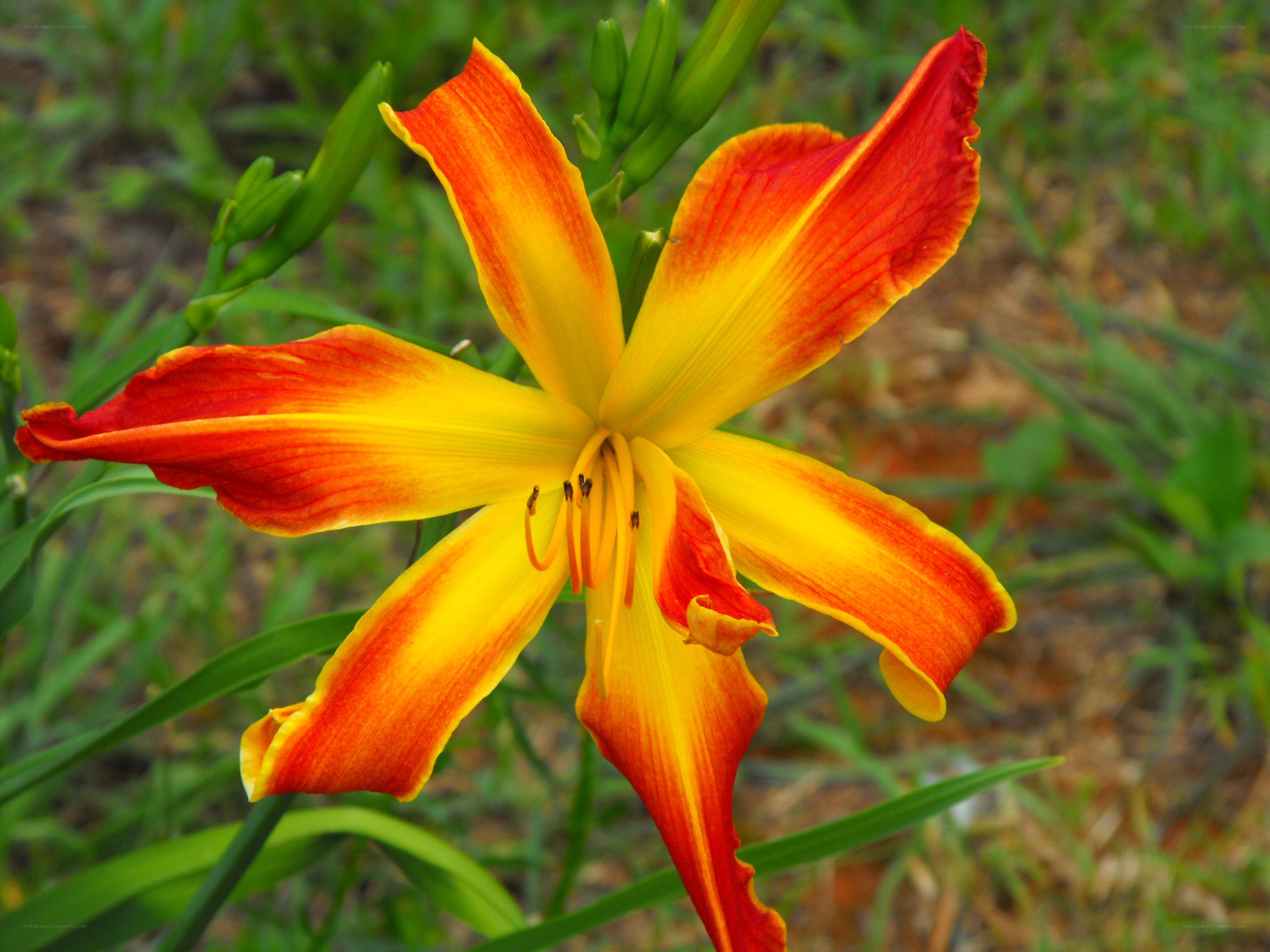 vibrant orange and yellow lily